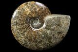 Polished, Agatized Ammonite (Cleoniceras) - Madagascar #88135-1